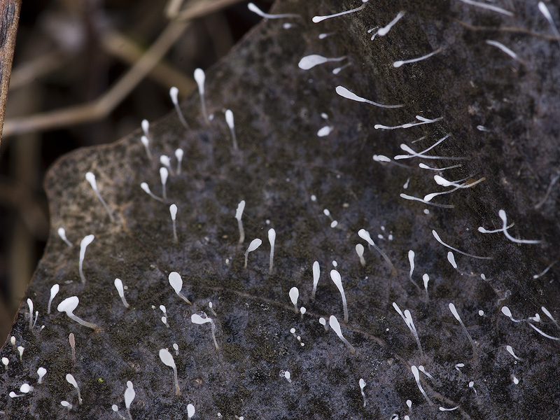 Typhula setipes